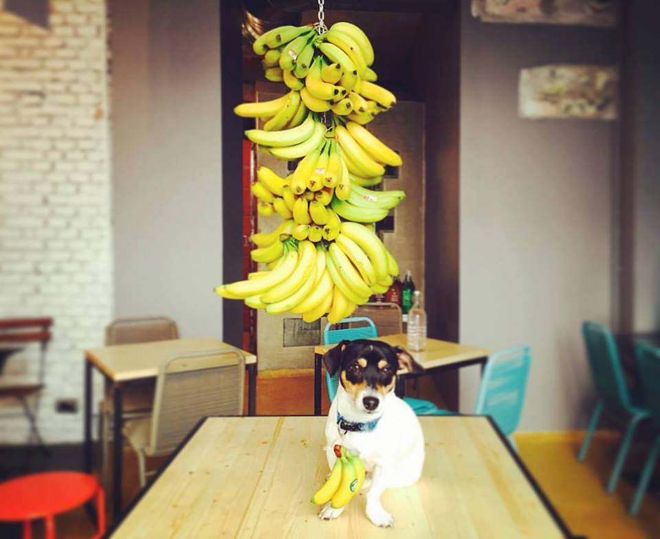 leccomilano-unbucodibar-banane-cane