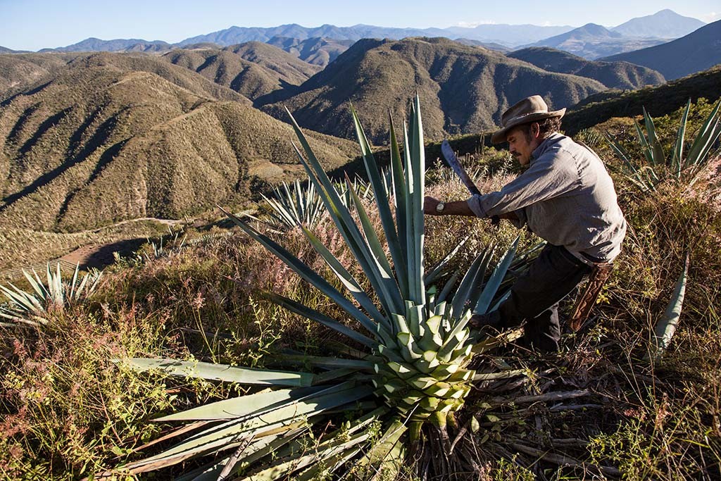 Raccolta dell agave tra i monti isolati dell'Oaxaca.