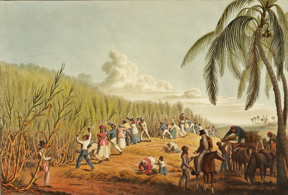 La coltivazione della canna da zucchera in un'illustrazione d'epoca.